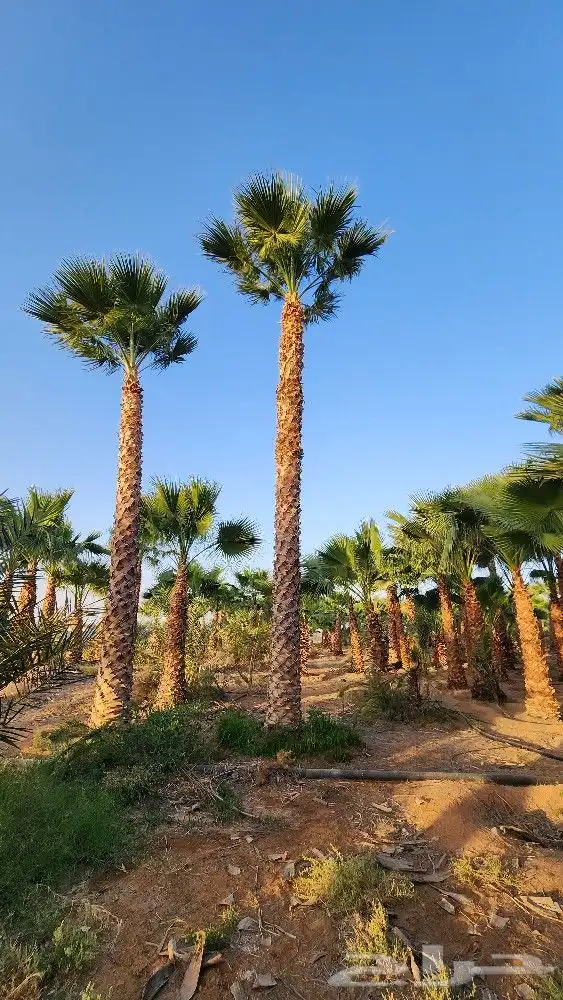 نخل جثايث للبيع نخل واشنطن أمريكي للبيع نخل واشنطني 6