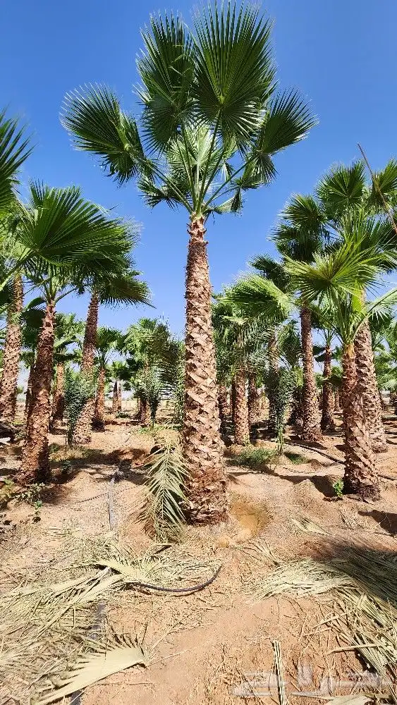 نخل جثايث للبيع نخل واشنطن أمريكي للبيع نخل واشنطني 4