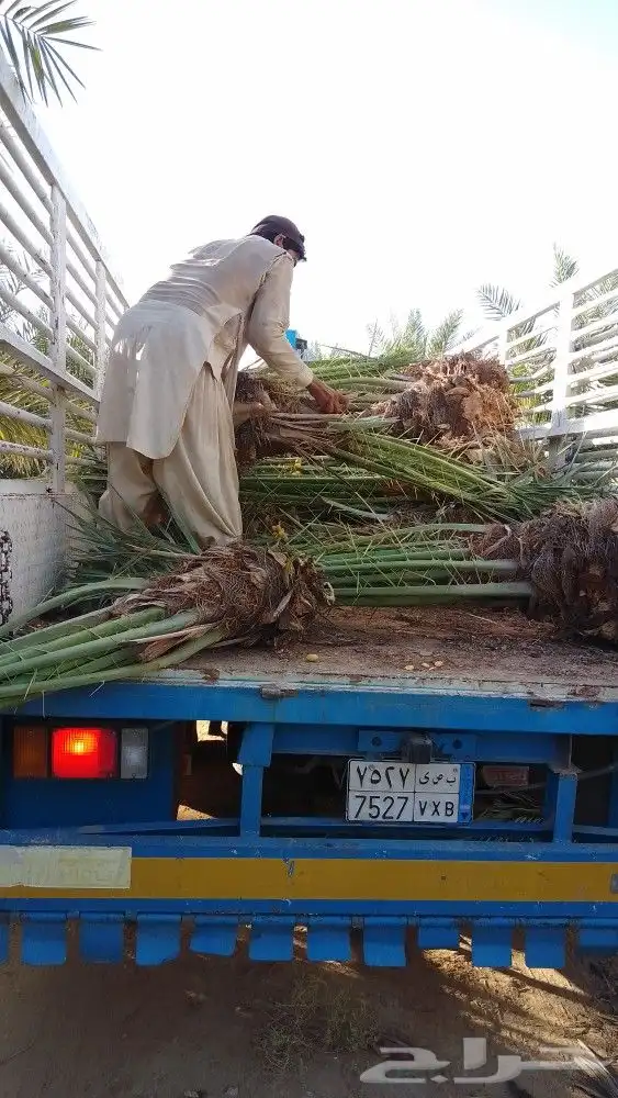نخل وجثايث القصيم اسعرنامعقوله انخل شراط خلي من المراض 1