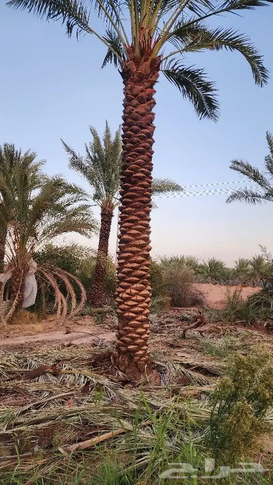 نخل جثايث للبيع نخل واشنطن أمريكي للبيع نخل واشنطني 8