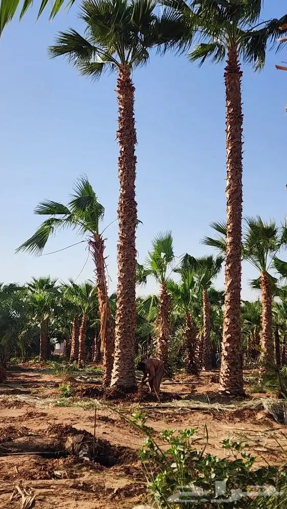 نخل جثايث للبيع نخل واشنطن أمريكي للبيع نخل واشنطني 2