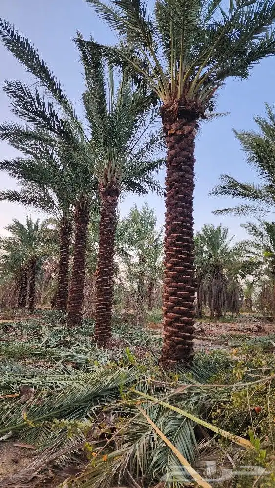 نخل جثايث للبيع نخل واشنطن أمريكي للبيع نخل واشنطني 7