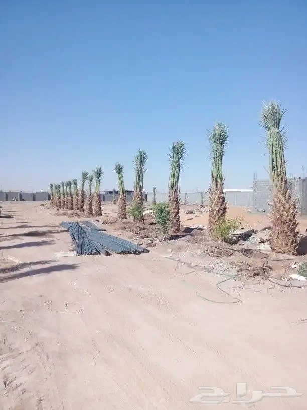 ابو عبدالله لتوريد جميع انواع النخيل وتنسيق الحدائق 0