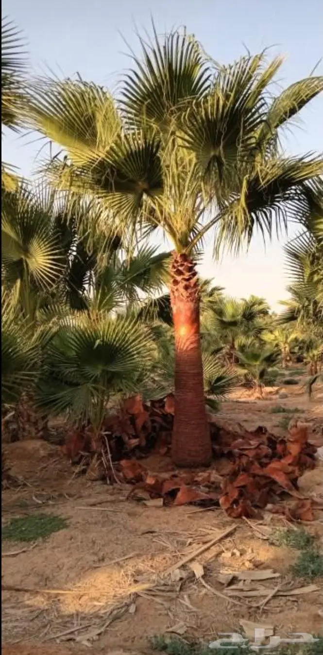 ابو سلطان لجميع انواع النخيل 5