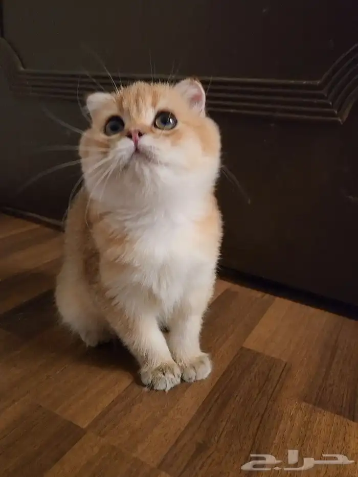 كتن سكوتش دبل فولد ( إمكانية التسجيل ) تم البيع 0