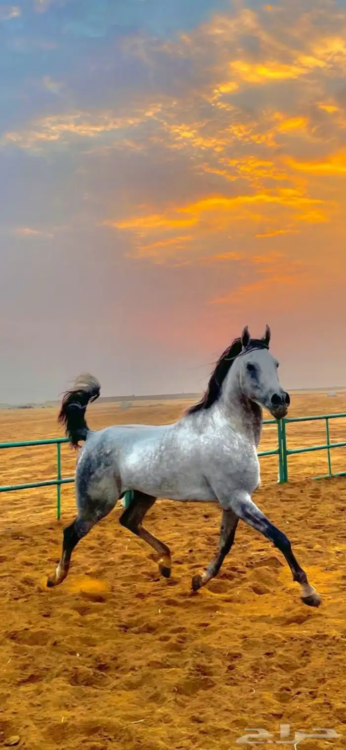 حصان واهو حفيد عديد الشقب 0