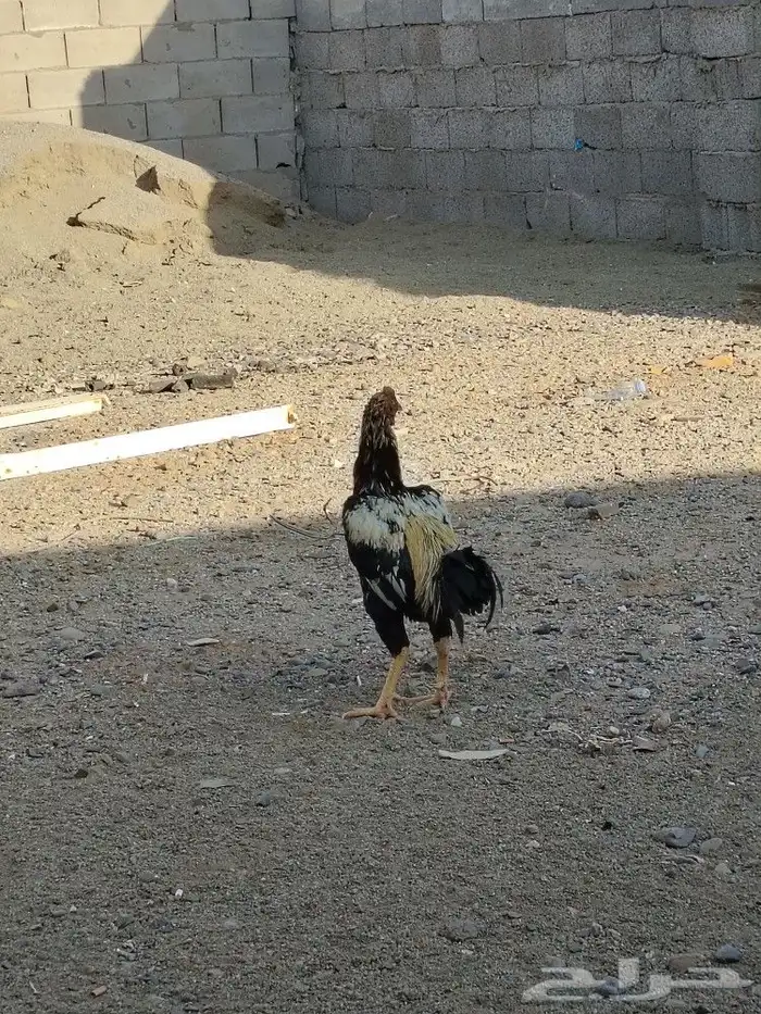 مجموعه ديوك 4 حبات 2