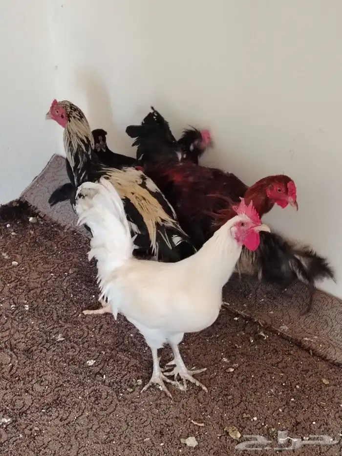 مجموعه ديوك 4 حبات 7