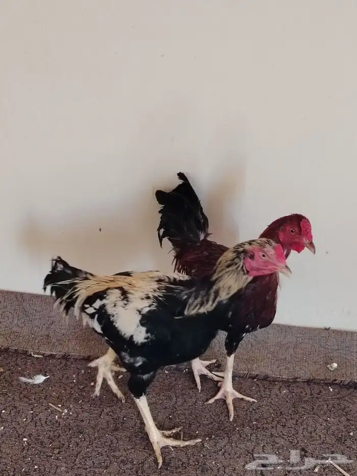 مجموعه ديوك 4 حبات 6