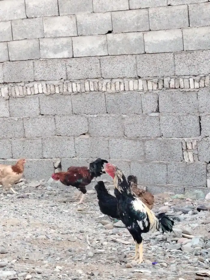 مجموعه ديوك 4 حبات 3