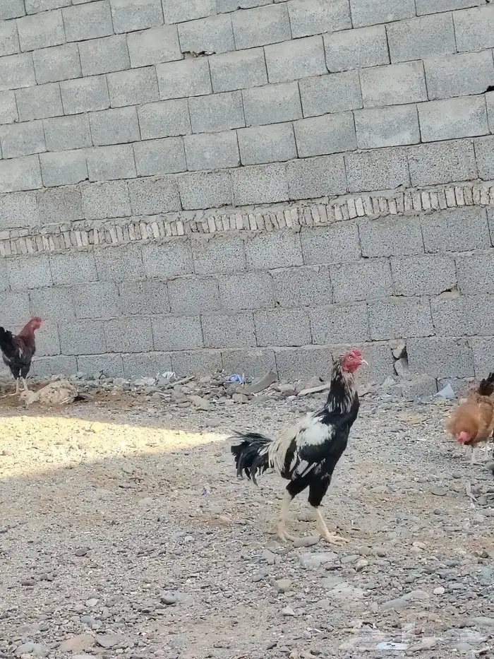 مجموعه ديوك 4 حبات 1