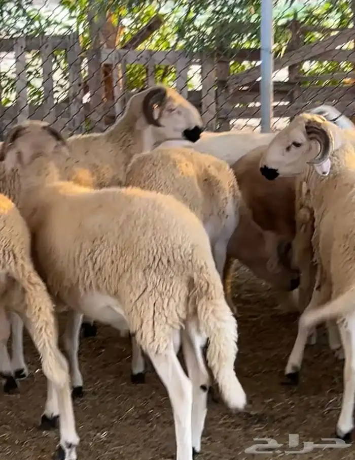مشاريع فحول مغربية صردية 1