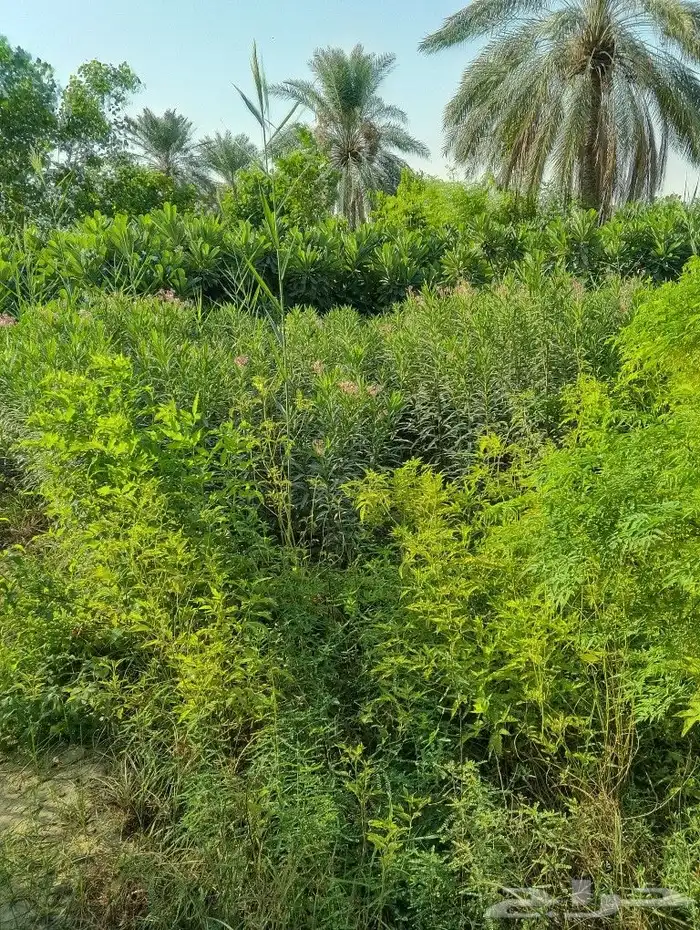 لدينا جميع انواع الزراعه والنخيل ارخص سعر واحسن خدمات 3