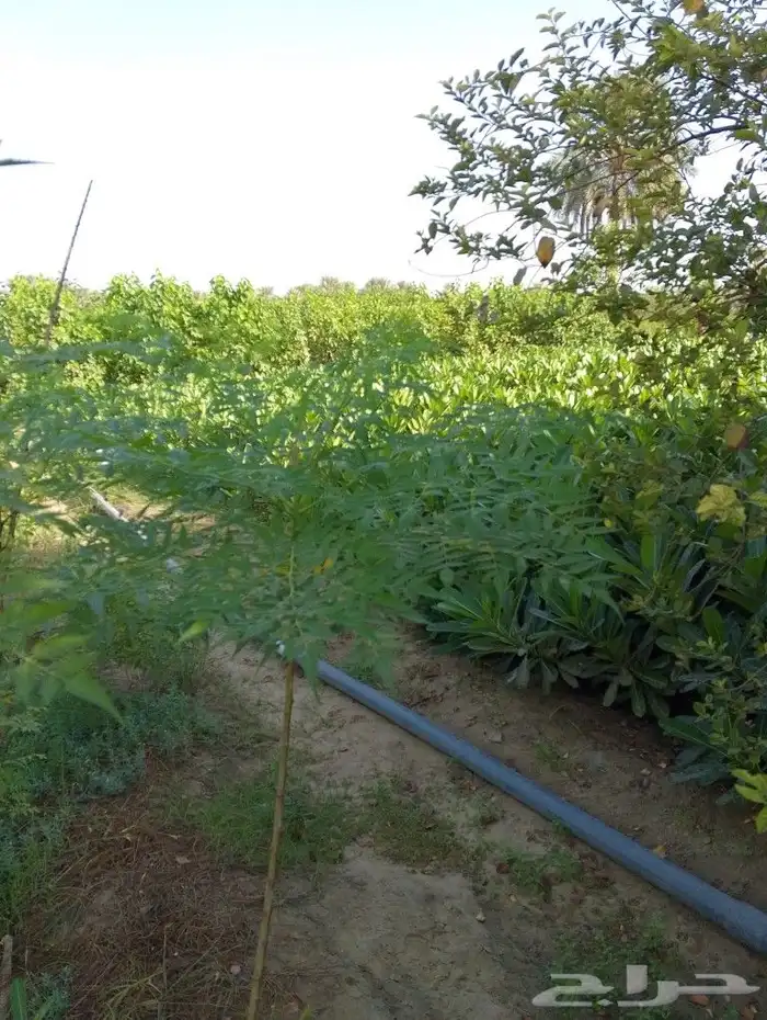 لدينا جميع انواع الزراعه والنخيل ارخص سعر واحسن خدمات 2