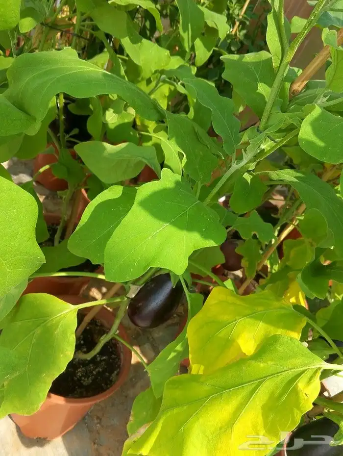 لدينا جميع انواع الزراعه والنخيل ارخص سعر واحسن خدمات 9