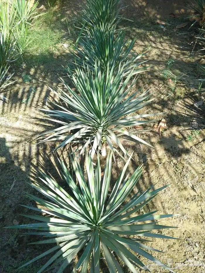 لدينا جميع انواع الزراعه والنخيل ارخص سعر واحسن خدمات 6