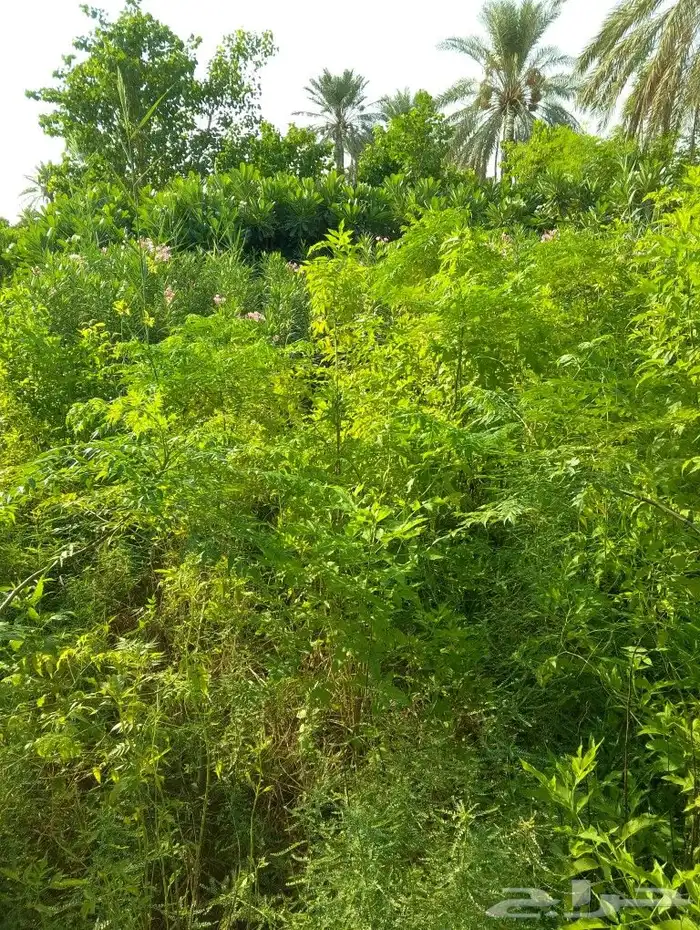 لدينا جميع انواع الزراعه والنخيل ارخص سعر واحسن خدمات 1