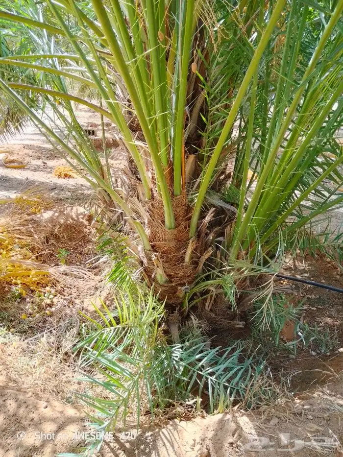 نخل وجثايث القصيم اسعرنامعقوله انخل شراط خلي من المراض 2