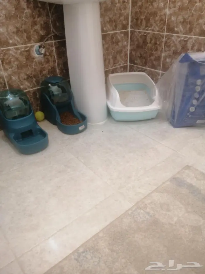 مستلزمات قطط للبيع 0