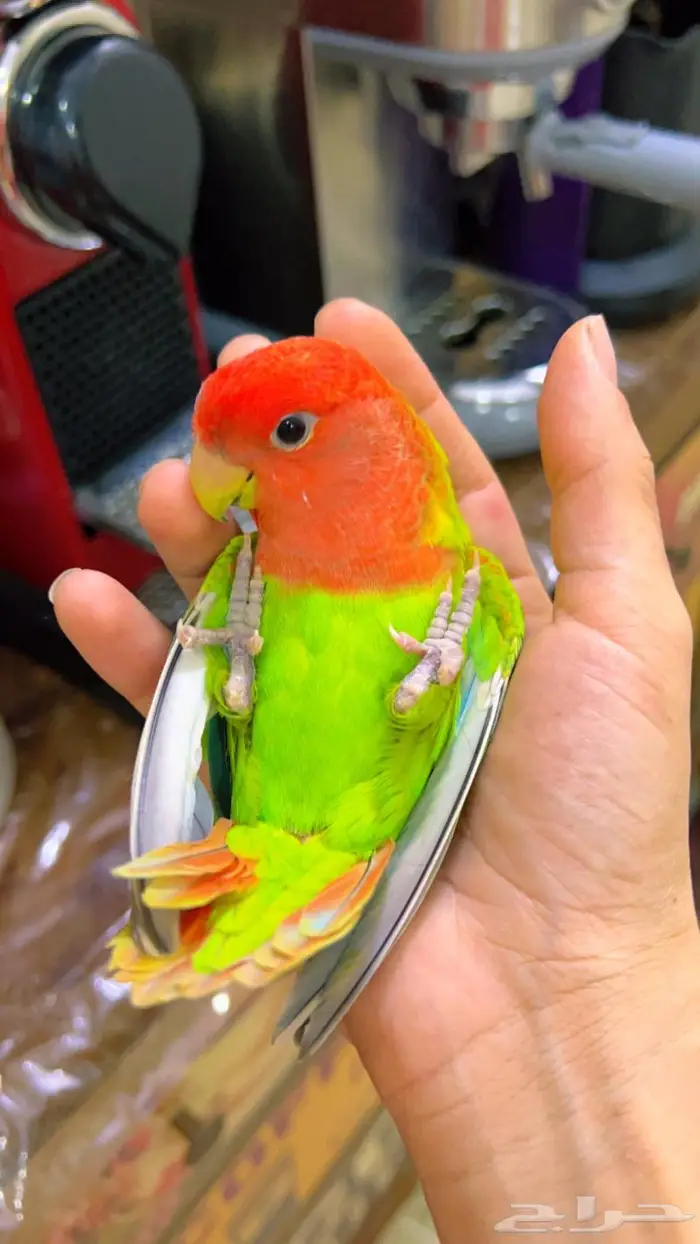 ببغاء روز اليف 5
