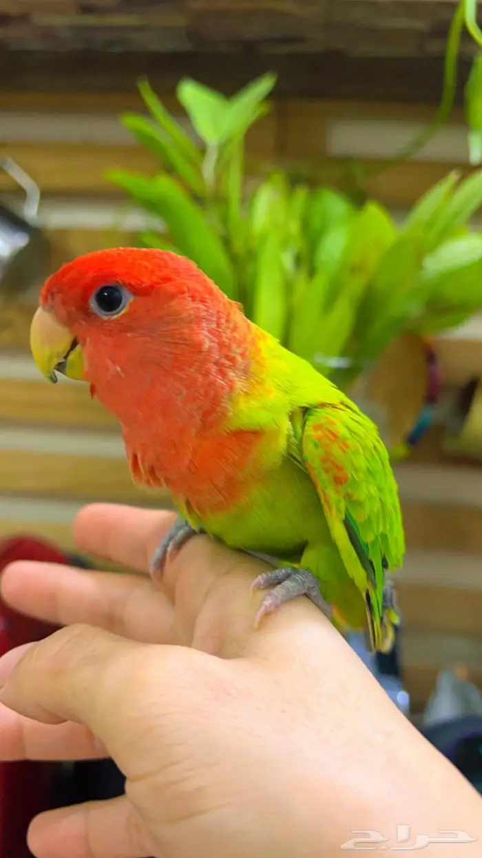 ببغاء روز اليف 11