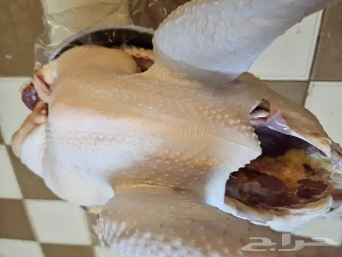 ديك رومي مي ذبح طازج 6