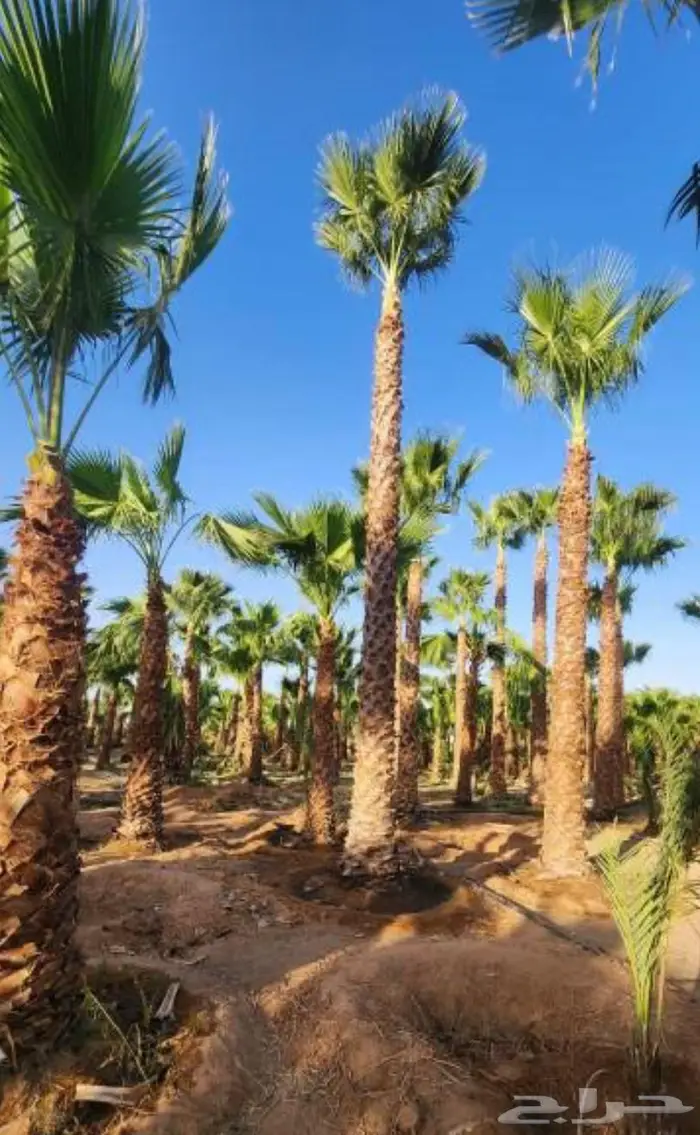 ابو سلطان لجميع انواع النخيل 6