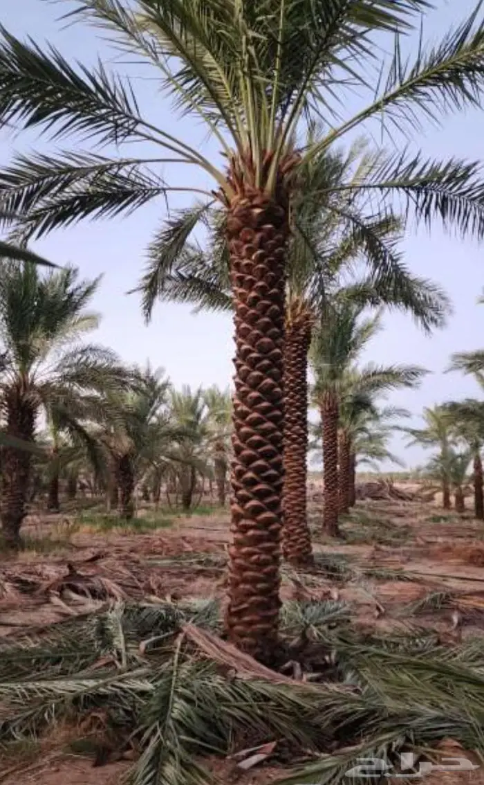 ابو سلطان لجميع انواع النخيل 7
