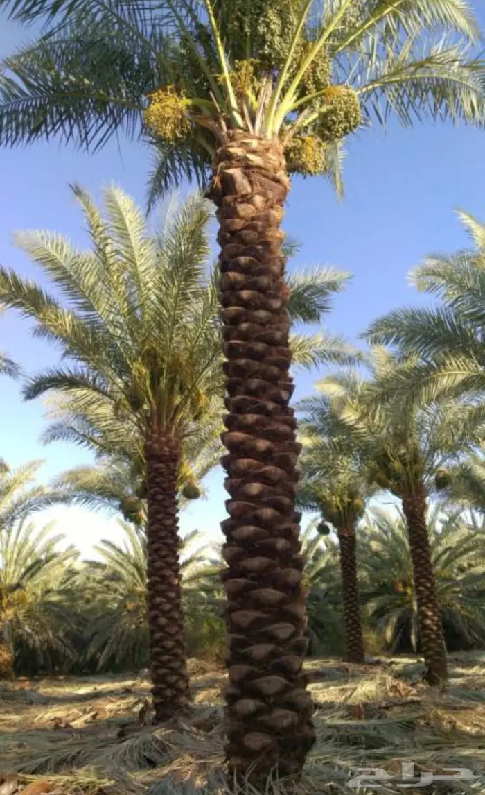 ابو سلطان لجميع انواع النخيل 8