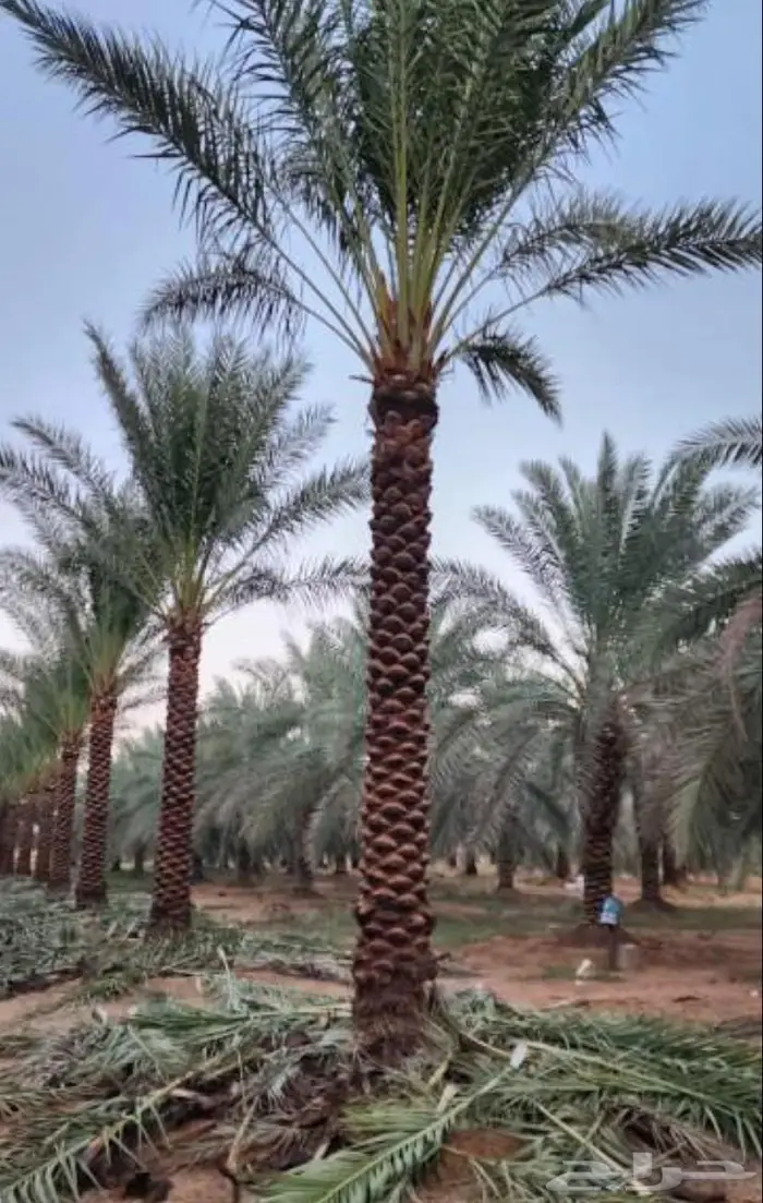 ابو سلطان لجميع انواع النخيل 4