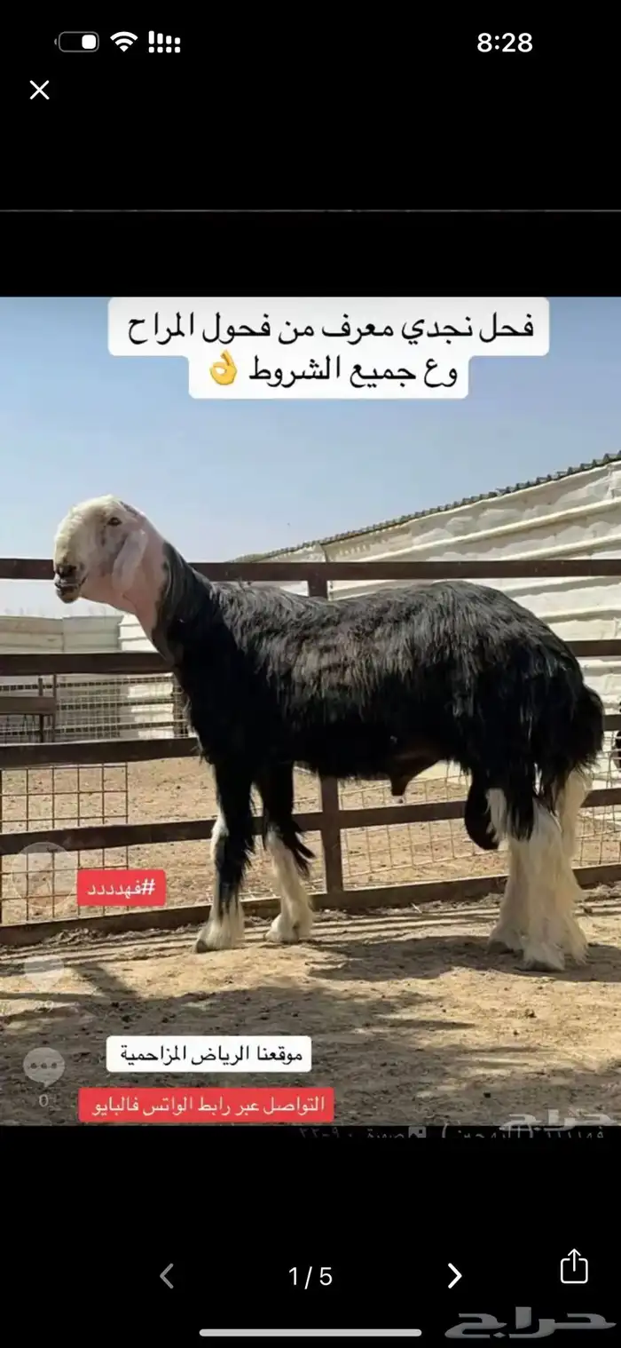 فحل نجدي صنف مشروط النسف والانتاج 0