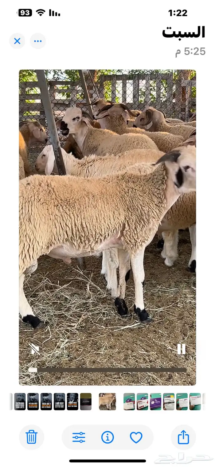 مشاريع فحول مغربية صردية 2