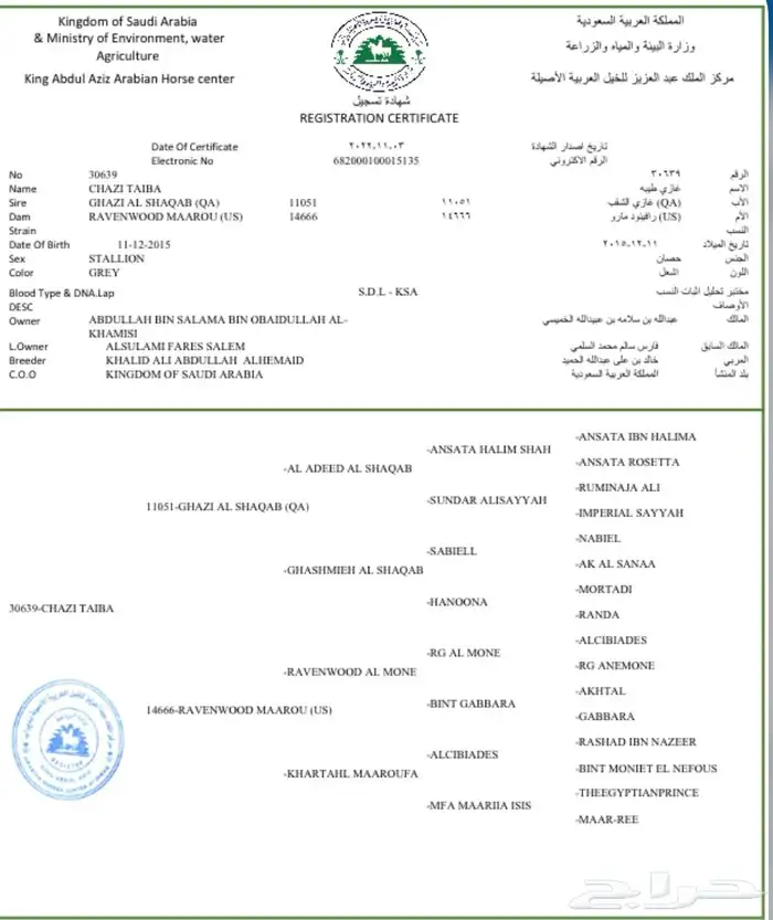 حصان واهو حفيد عديد الشقب 3