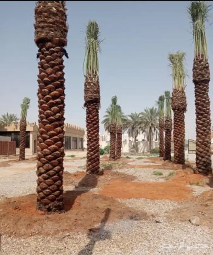 ابو سلطان لجميع انواع النخيل 2