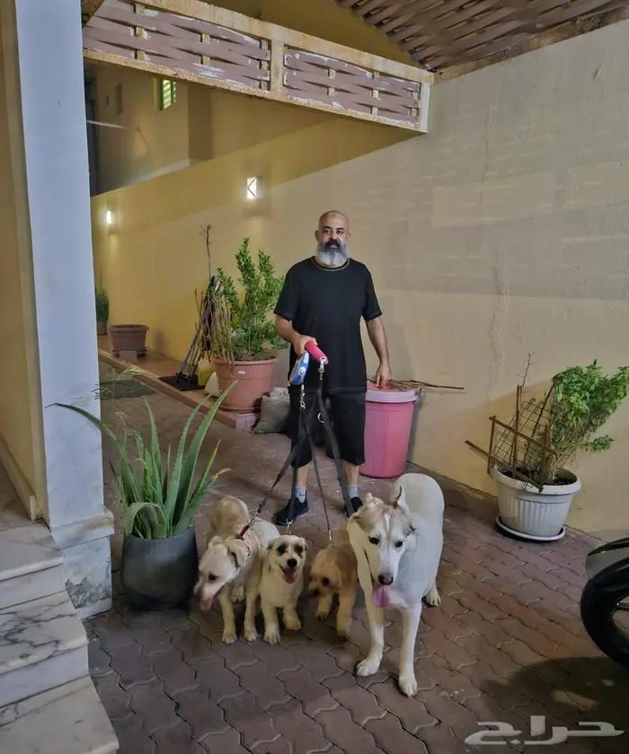 تدريب كلاب وتعديل سلوك 2