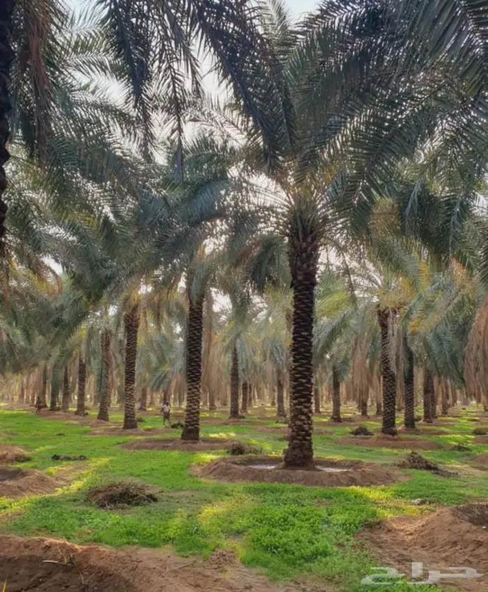 ابو سلطان لجميع انواع النخيل 1