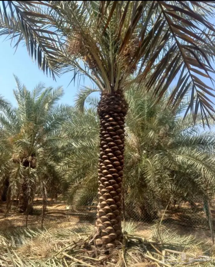 ابو سلطان لجميع انواع النخيل 3