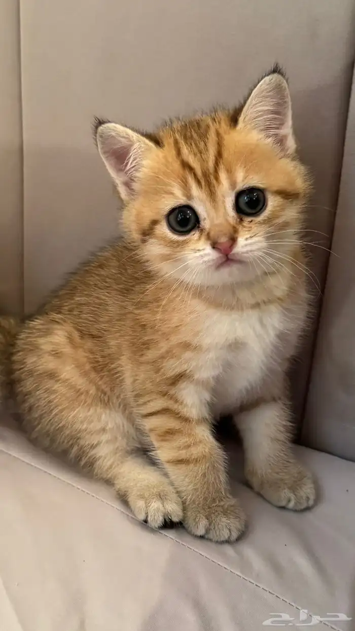 قطط قولد ستريت 7