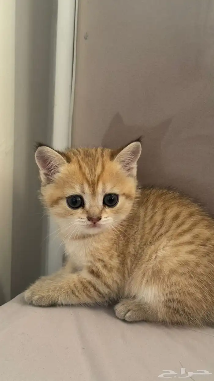 قطط قولد ستريت 0