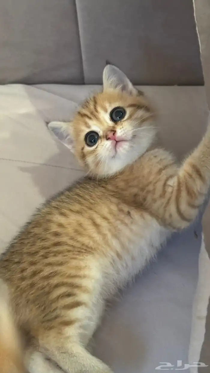 قطط قولد ستريت 4