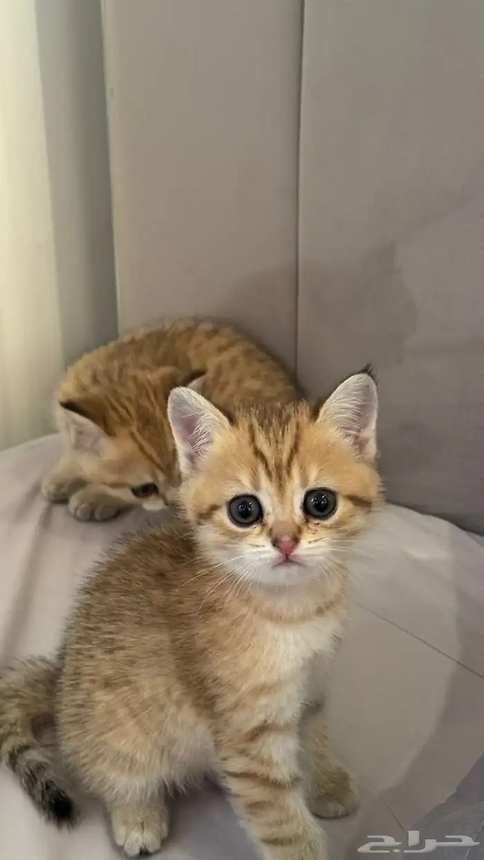 قطط قولد ستريت 6