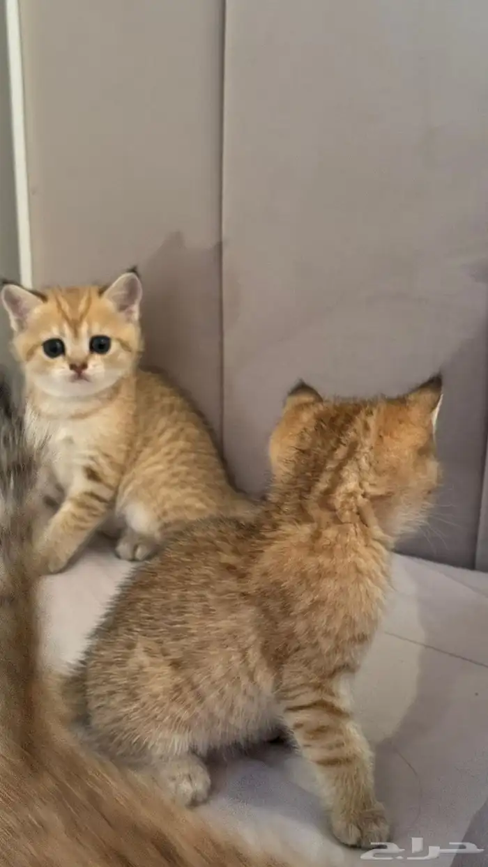 قطط قولد ستريت 5