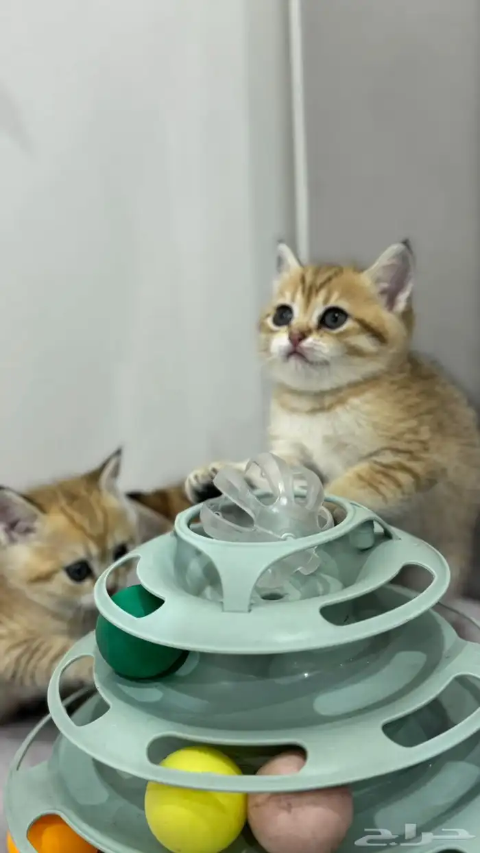 قطط قولد ستريت 8