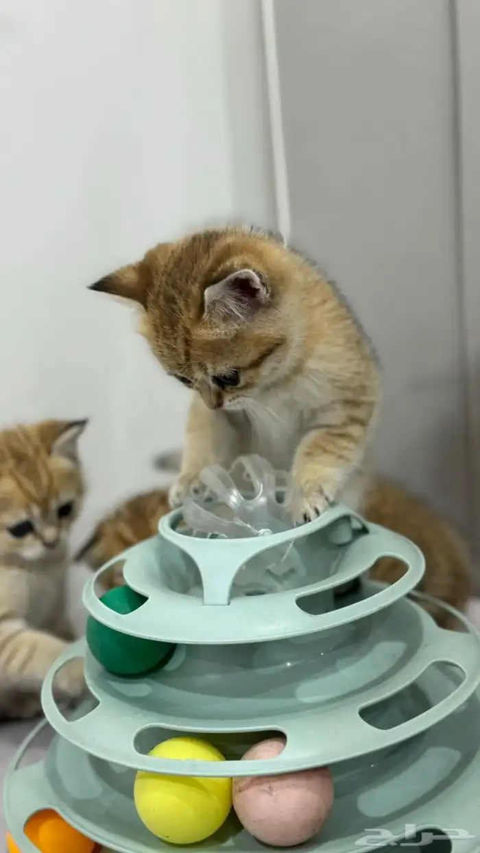 قطط قولد ستريت 1