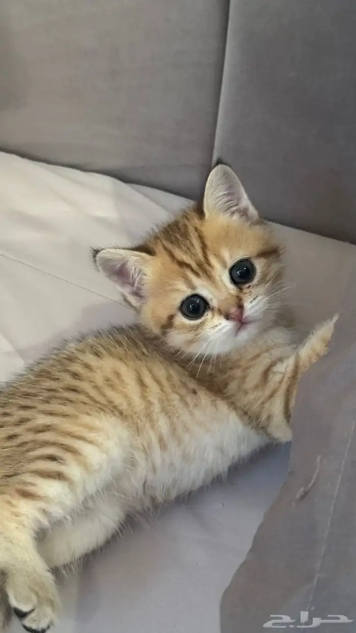 قطط قولد ستريت 2