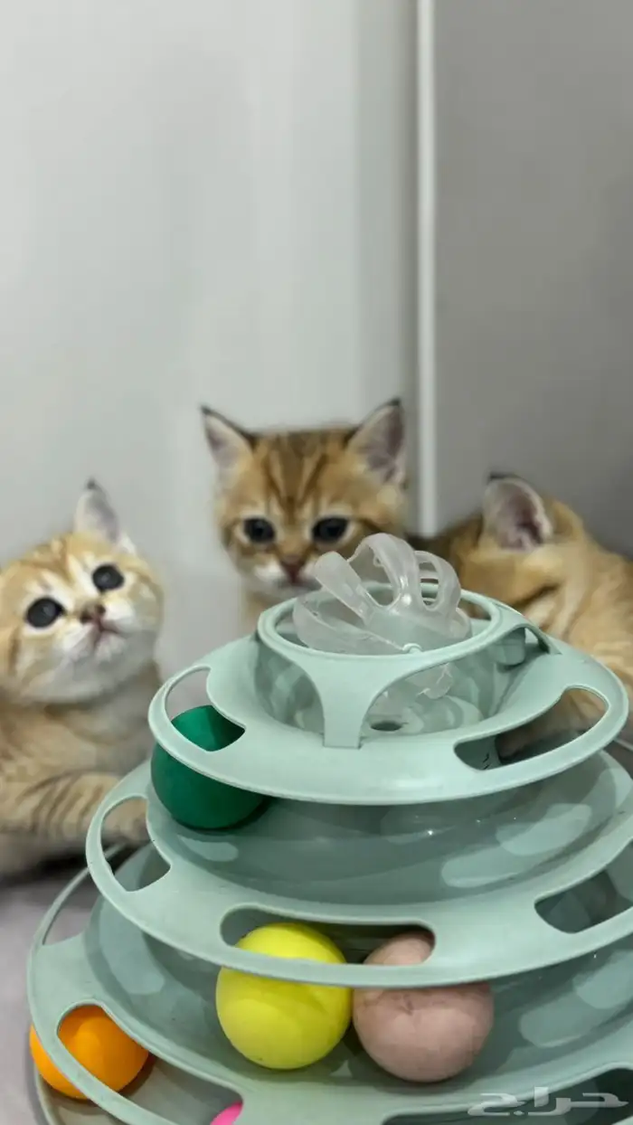 قطط قولد ستريت 3