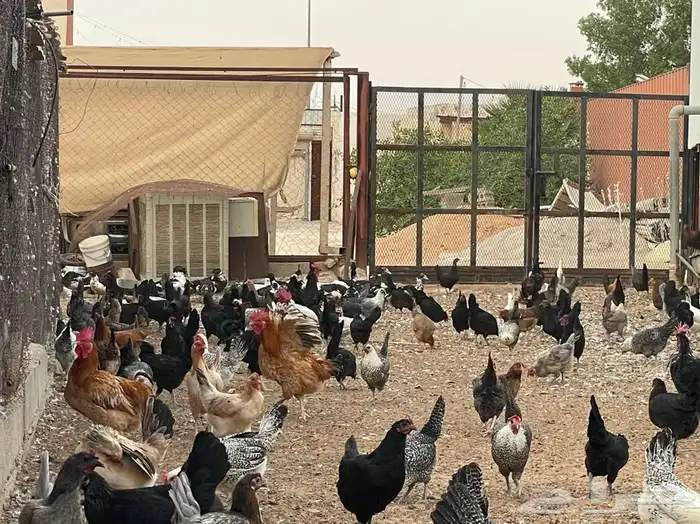 بيض بلدي مخصب 9