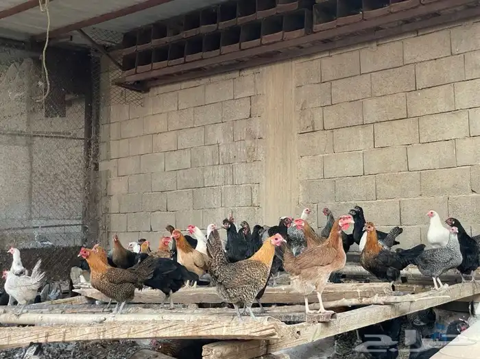 بيض بلدي مخصب 7