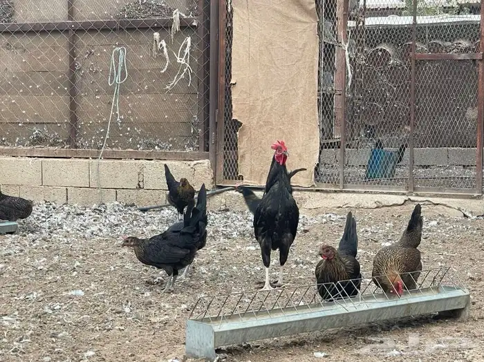 بيض بلدي مخصب 6