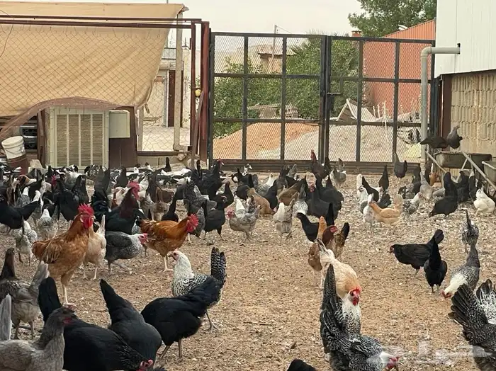 بيض بلدي مخصب 5